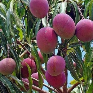 bibit buah unggul Bibit Pohon Mangga Irwin Ungu Banjar