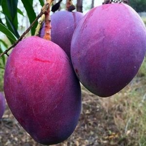 bibit buah unggul Bibit Pohon Mangga Irwin Ungu Cangkokan Seluma