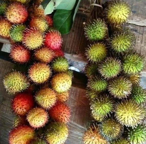 bibit buah unggul Bibit Rambutan Rapiah BenihBibit - Tanaman Buah Unggul Murah Pegunungan Arfak