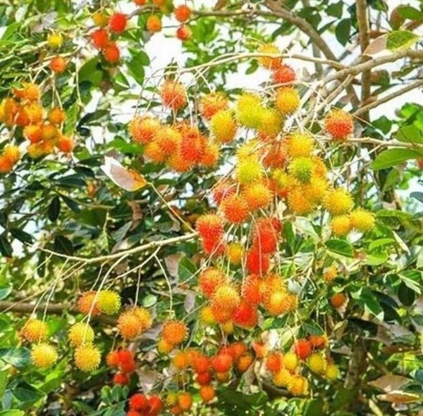 bibit buah unggul Bibit Rambutan Rapiah BenihBibit - Tanaman Buah Unggul Murah Takalar