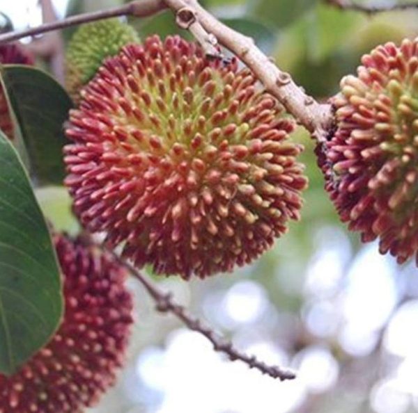 bibit buah unggul Bibit Rambutan Rapiah Best Seller Tanaman Buah Unggul, Murah, Bergaransi Ayo Diorder Aceh Jaya