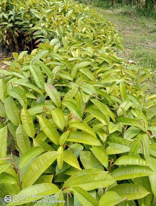 bibit buah unggul Bibit Tanaman Buah Durian Gundul Okulasi Manokwari