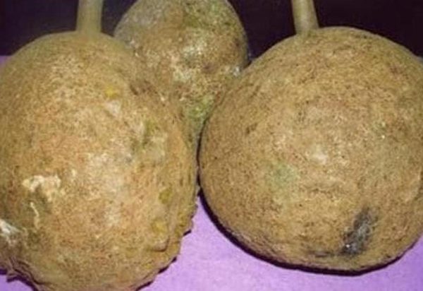 bibit buah unggul Bibit Tanaman Buah Durian Gundul Unggul Ecer Sidenreng Rappang
