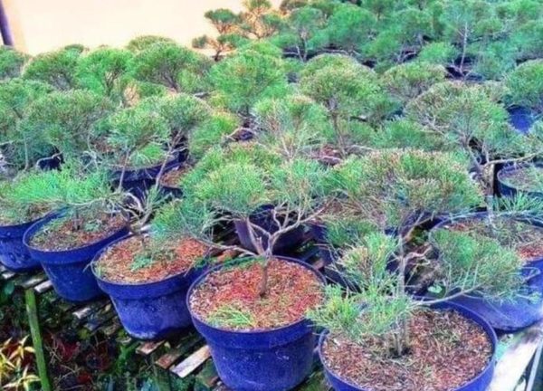Bibit Cemara Dic Termurah Pohon Udang Bahan Berkwalitas Sabang