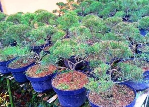 Bibit Cemara Paling Dicari Pohon Udang Bahan ,, Cianjur