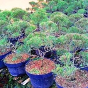 Bibit Cemara Super Pohon Udang Bahan Terbaru Konawe Utara