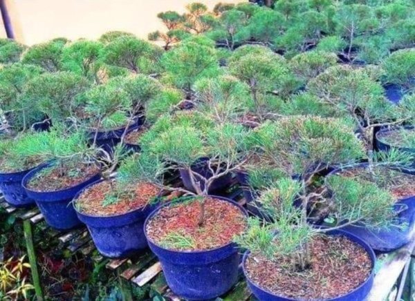 Bibit Cemara Terlaris Pohon Udang Bahan Aceh Jaya
