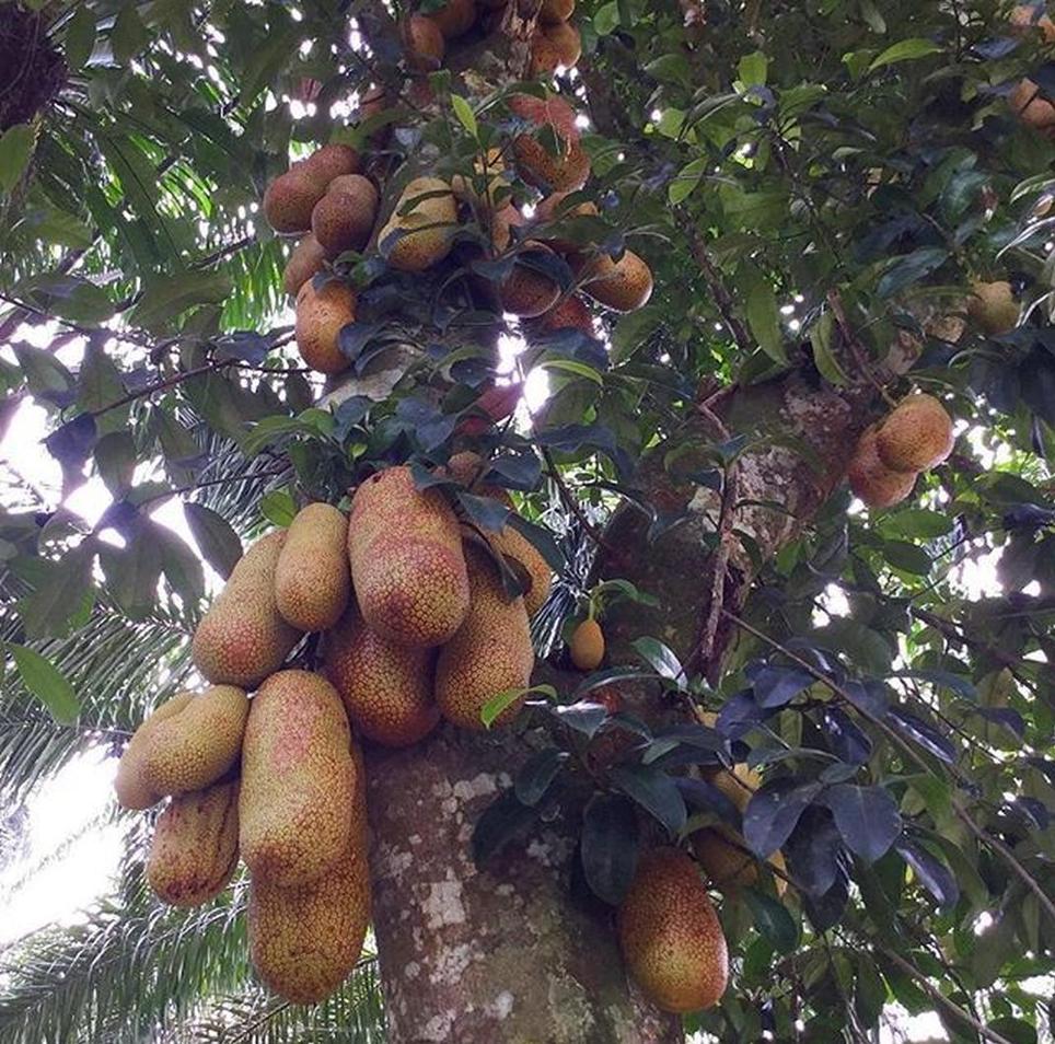 Gambar Produk Bibit Cempedak Okulasi Durian Dharmasraya