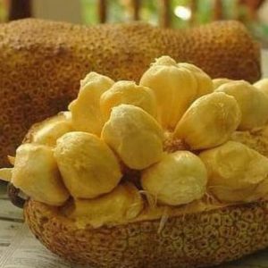 Bibit Cempedak Okulasi New Tanaman Buah Durian Penajam Paser Utara