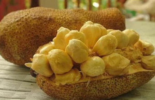 Bibit Cempedak Okulasi New Tanaman Buah Durian Penajam Paser Utara