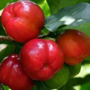 Bibit Cherry Berbuah Buah Ceri Very Cheri Barbados Kutai Kertanegara