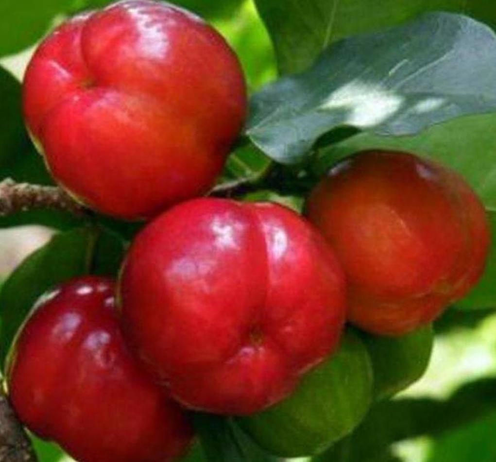 Gambar Produk Bibit Cherry Berbuah Buah Ceri Very Cheri Barbados Kutai Kertanegara