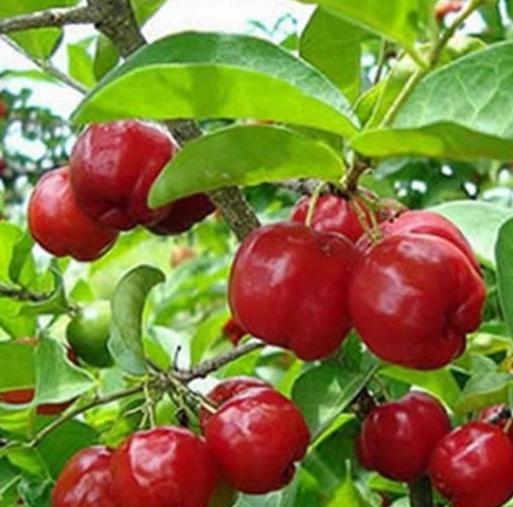 Gambar Produk Bibit Cherry Berbuah Buah Ceri Very Cheri Barbados Malaka