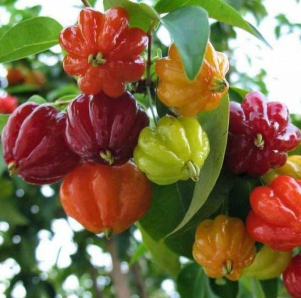 Bibit Cherry Berbuah Jual Tanaman Buah Surinam Brazilian Pacitan