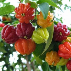 Bibit Cherry Berbuah Tanaman Buah Surinam Brazilian Ogan Ilir