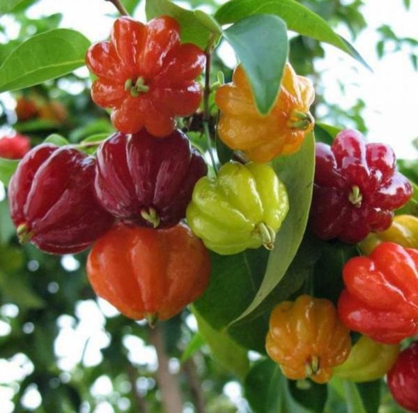 Bibit Cherry Berbuah Tanaman Buah Surinam Brazilian Ogan Ilir