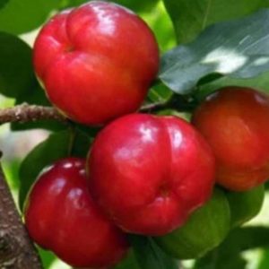 Bibit Cherry Berbuah Tanaman Buah Vietnam Cangkok Kendari