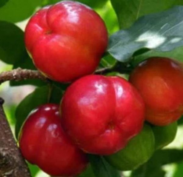 Bibit Cherry Berbuah Tanaman Buah Vietnam Cangkok Kendari