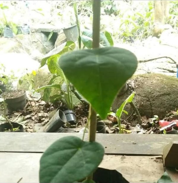 Bibit Cincau Bulu Ju Tanaman Pohon Maybrat