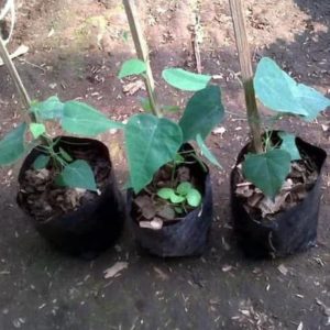 Bibit Cincau Bulu Ju Tanaman Pohon Payakumbuh