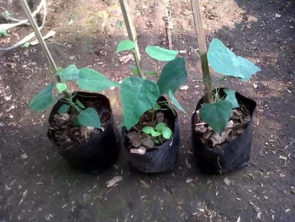 Bibit Cincau Bulu Ju Tanaman Pohon Payakumbuh