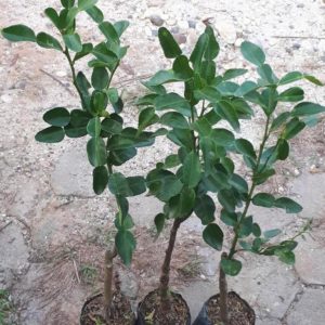 Bibit Daun Jeruk Terbaik Pohon Purut - Buah Dan Bumbu Masak Padang