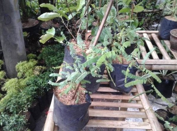 Bibit Daun Saga Jual Pohon Bunga Kembang Tanaman Nerbal Mamberamo Raya