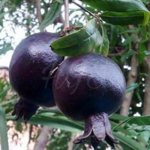Bibit Delima Hitam Tanaman Buah Black Dwarf Pomegranate Cimahi