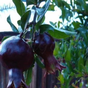 Bibit Delima Hitam Tanaman Buah Black Dwarf Pomegranate Grosir Bolaang Mongondow