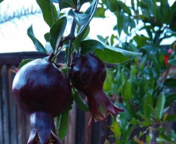 Bibit Delima Hitam Tanaman Buah Black Dwarf Pomegranate Grosir Bolaang Mongondow