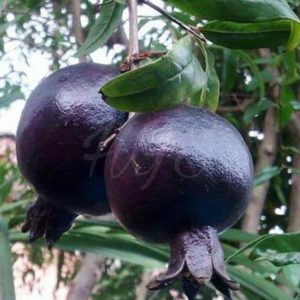 Bibit Delima Hitam Tanaman Buah Black Dwarf Pomegranate Grosir Dumai