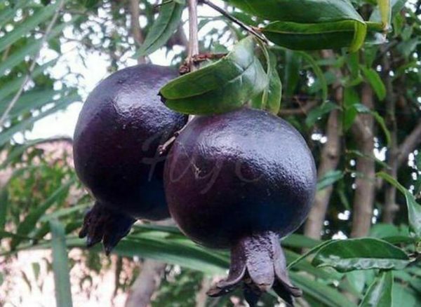 Bibit Delima Hitam Tanaman Buah Black Dwarf Pomegranate Grosir Dumai