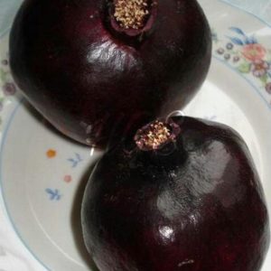 Bibit Delima Hitam Tanaman Buah Black Dwarf Pomegranate Grosir Hulu Sungai Tengah