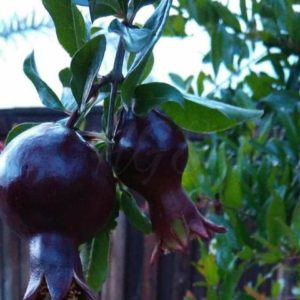 Bibit Delima Hitam Tanaman Buah Black Dwarf Pomegranate Kupang