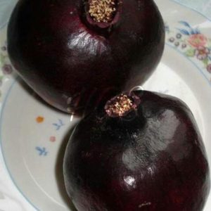 Bibit Delima Hitam Tanaman Buah Black Dwarf Pomegranate Maluku Tengah