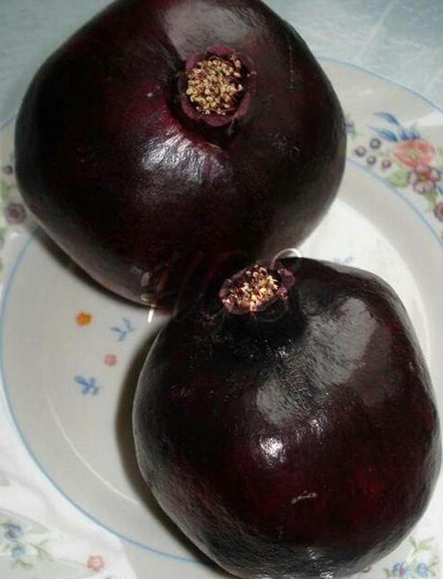 Gambar Produk Bibit Delima Hitam Tanaman Buah Black Dwarf Pomegranate Maluku Tengah