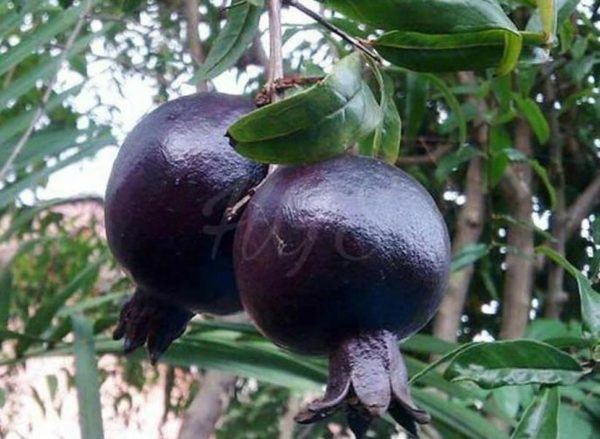 Bibit Delima Hitam Tanaman Buah Black Dwarf Pomegranate Penajam Paser Utara