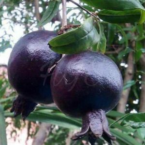 Bibit Delima Hitam Tanaman Buah Black Dwarf Pomegranate Super Tr M Labuhanbatu Selatan