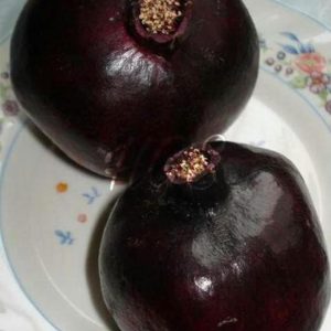 Bibit Delima Hitam Tanaman Buah Black Dwarf Pomegranate Super Tr M Padang Lawas Utara