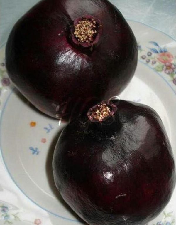 Bibit Delima Hitam Tanaman Buah Black Dwarf Pomegranate Super Tr M Padang Lawas Utara