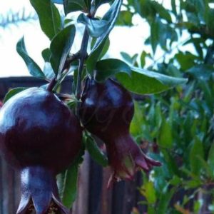 Bibit Delima Hitam Tanaman Buah Black Dwarf Pomegranate Terbaik Bolaang Mongondow Utara