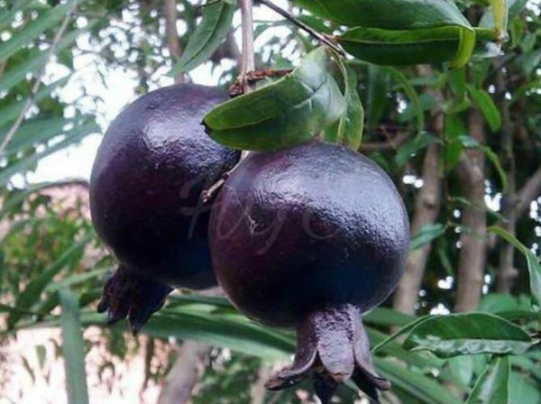Bibit Delima Hitam Tanaman Buah Black Dwarf Pomegranate Terbaik Jakarta Barat