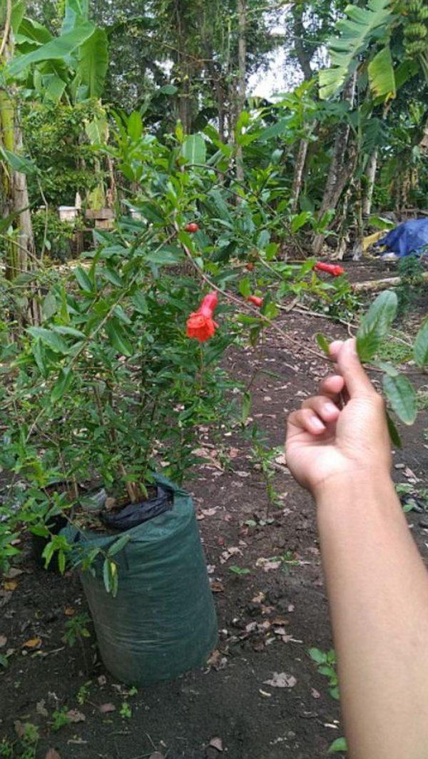 Bibit Delima Merah Jumbo Pohon Surga Halmahera Barat