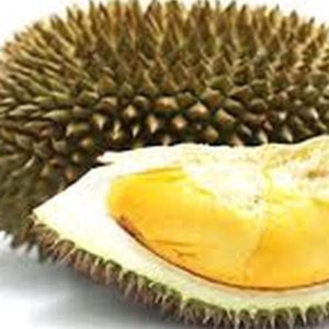 Bibit Duren Montong Tanaman Buah Durian - Monthong Sleman