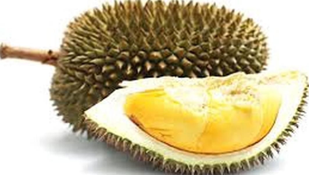 Gambar Produk Bibit Duren Montong Tanaman Buah Durian - Monthong Sleman