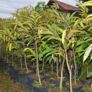 Bibit Durian Bawor Berkaki Cepat Berbuah Lokasi Purworejo Jawa Tengah Ogan Ilir