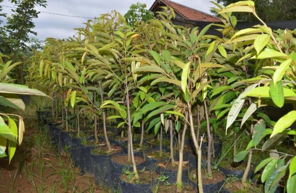 Bibit Durian Bawor Berkaki Cepat Berbuah Lokasi Purworejo Jawa Tengah Ogan Ilir