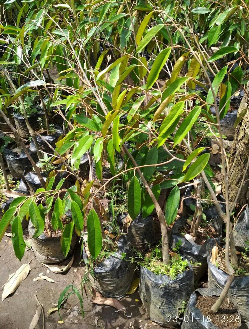 Gambar Produk Bibit Durian Bawor Kutai Barat