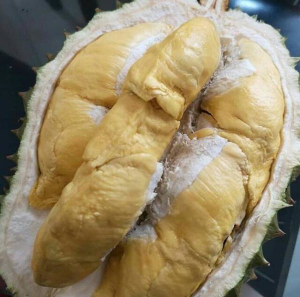 Bibit Durian Bawor Lanny Jaya