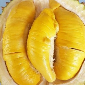 Bibit Durian Bawor Paket Hemat Musangking Dan Berkualitas Sumba Timur